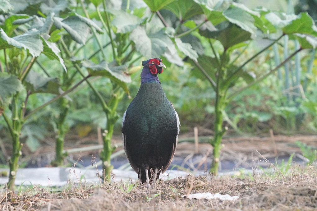 けさの鳥たち