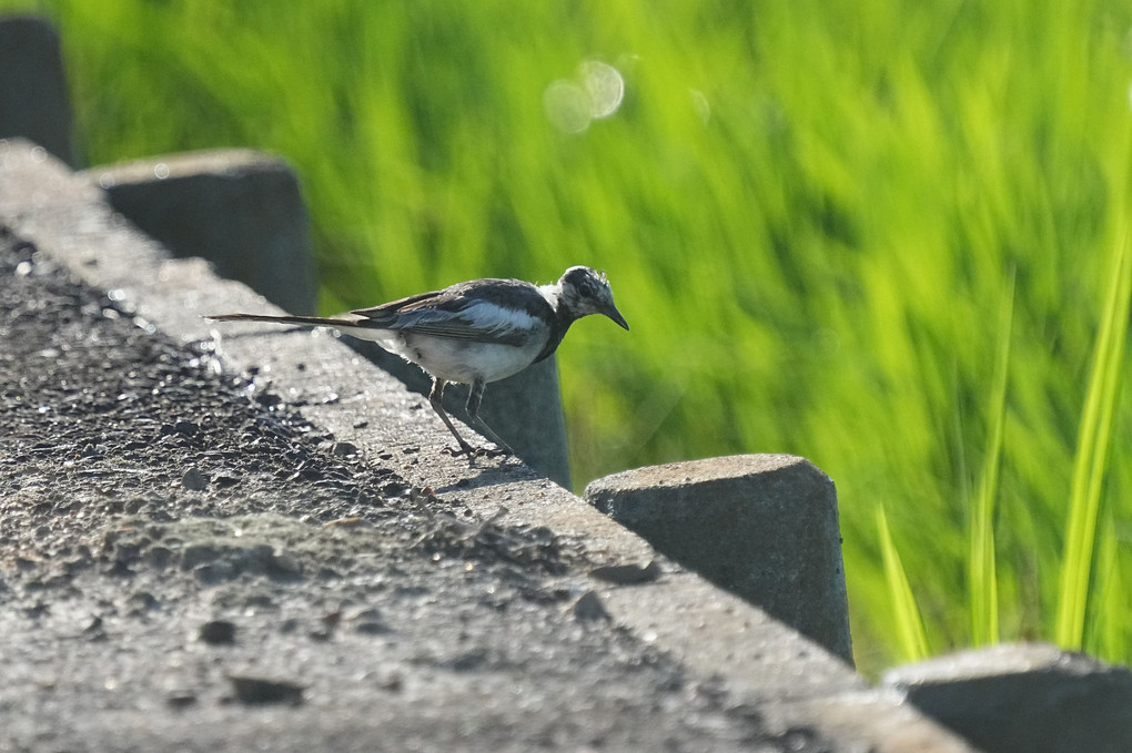 けさの鳥たち-２