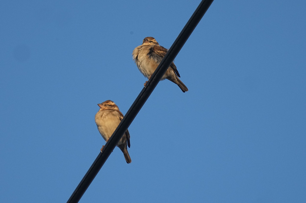 けさの鳥たち