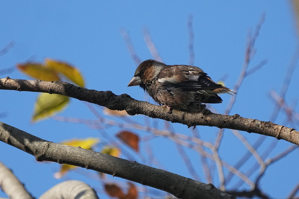 今日の鳥たち