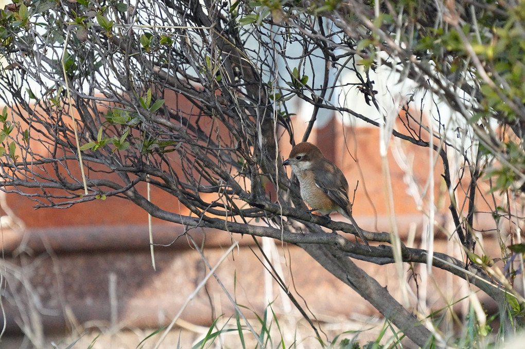 今朝の鳥たち-１