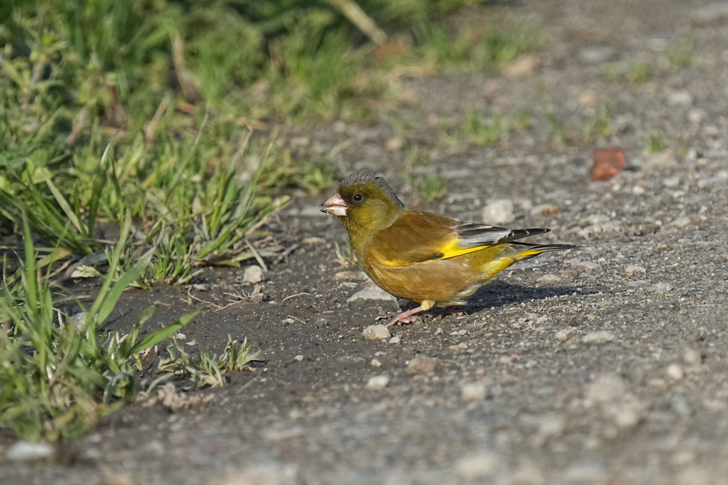 けさの鳥たち-２