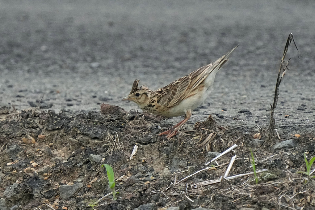 けさの鳥たち