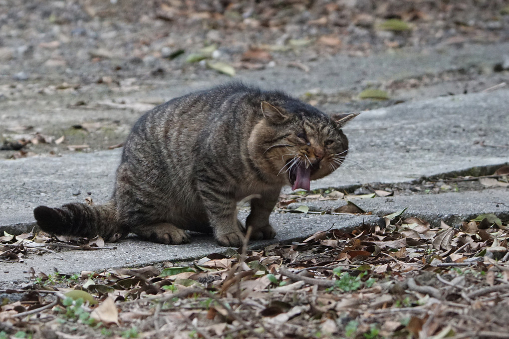 アカンベー