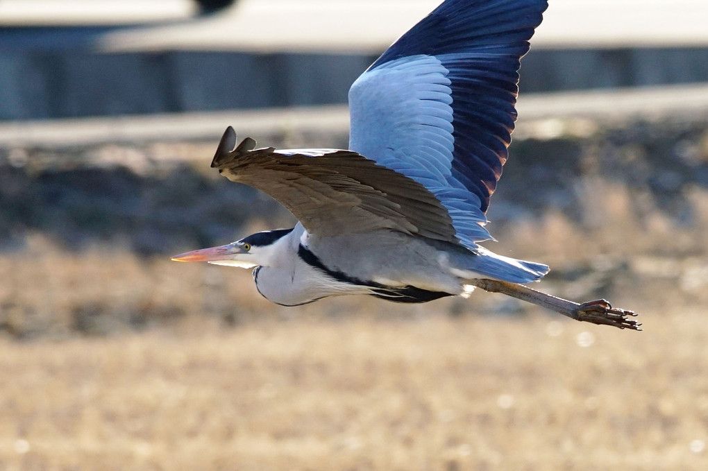 今朝の鳥たち