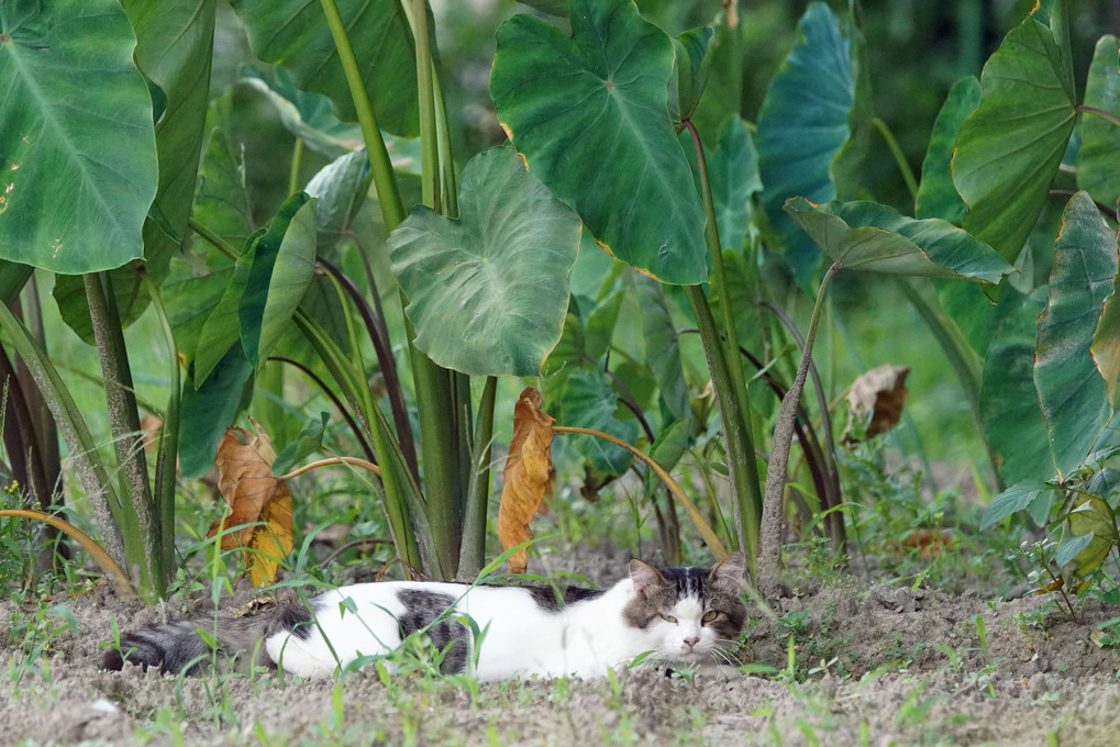 畠の野良