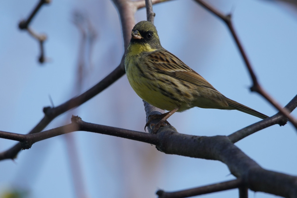 今朝の鳥たち