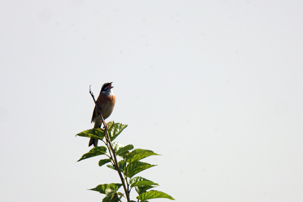 けさの鳥たち