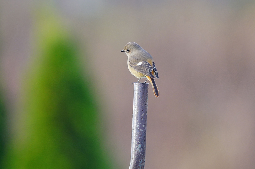 けさの鳥たち－３