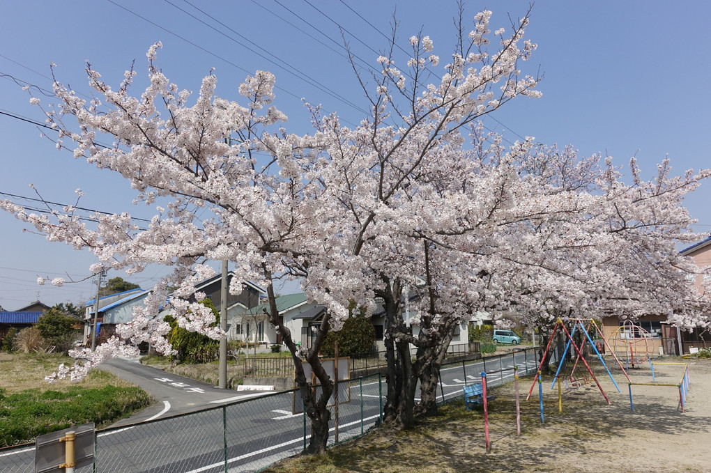 身近な桜