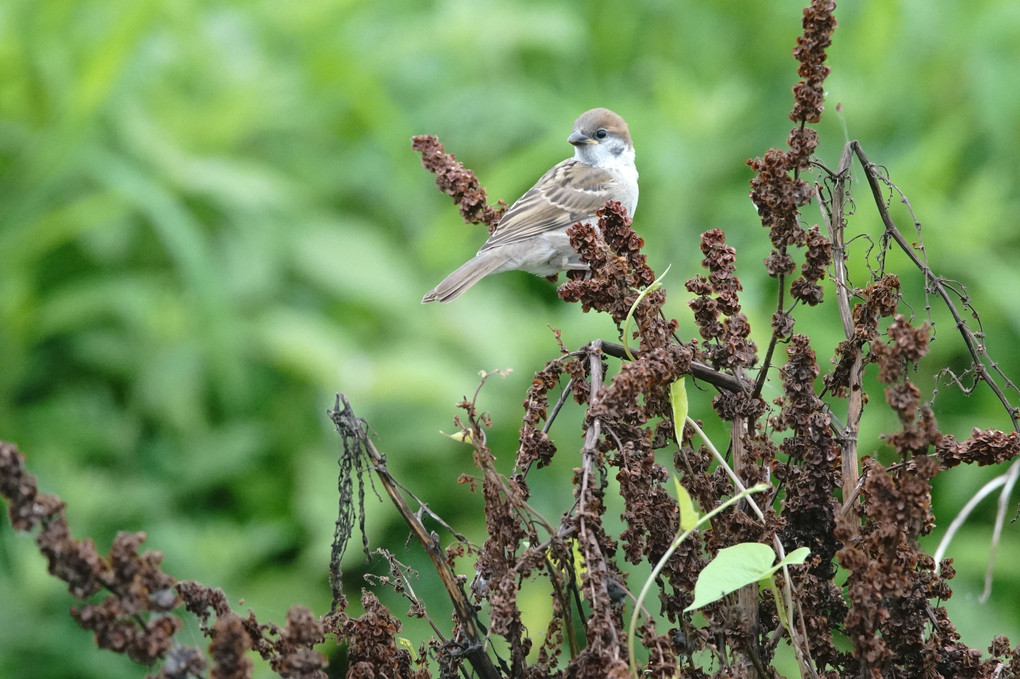 けさの鳥たち