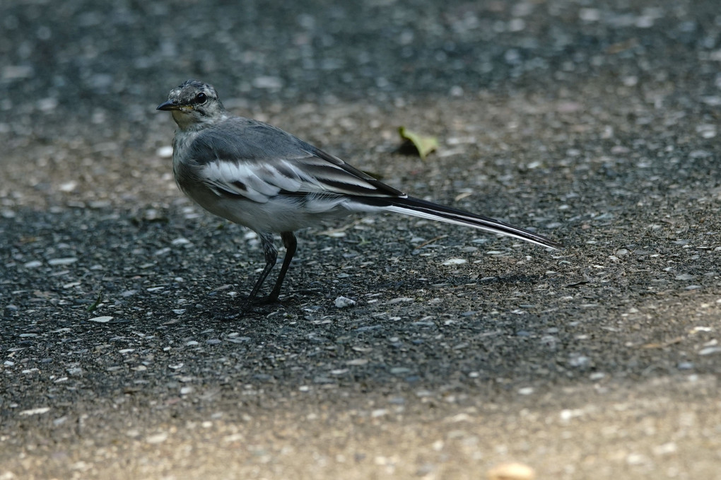 木曽三川公園ワイルドネイチャープラザの鳥たち