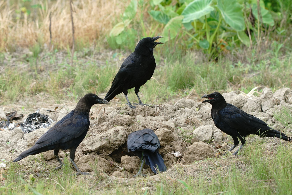 けさの鳥たち