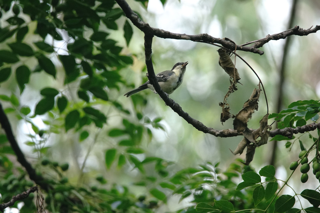 ワイルドネイチャープラザの鳥たち