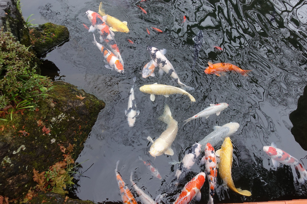 大井神社の鳥と鯉