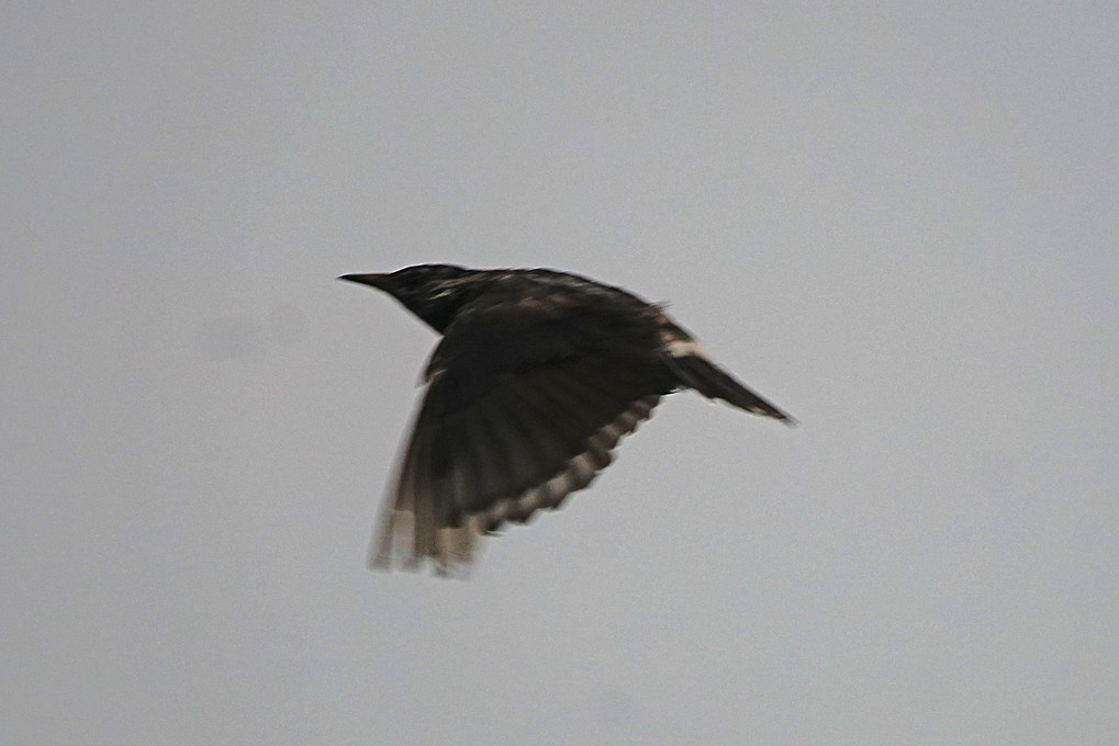 けさの鳥たち