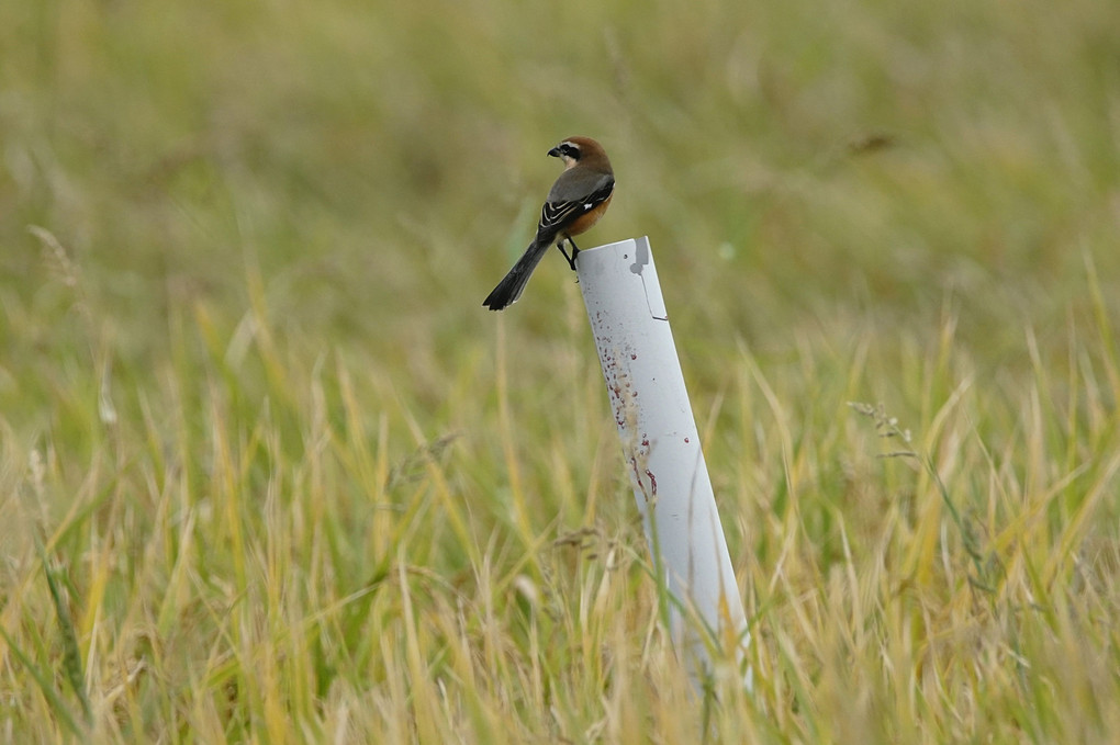 けさの鳥たち