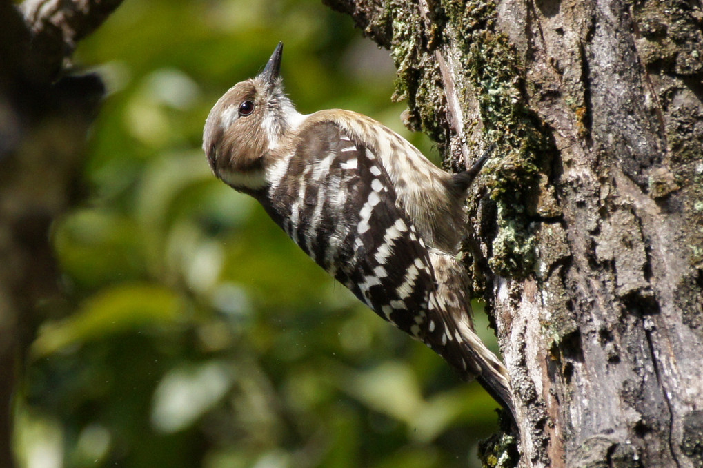 コゲラ　Japanese Pygmy Woodpecker