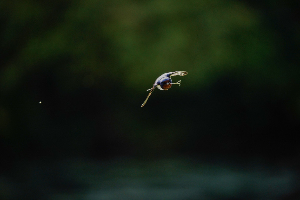 ツバメの飛翔撮影訓練