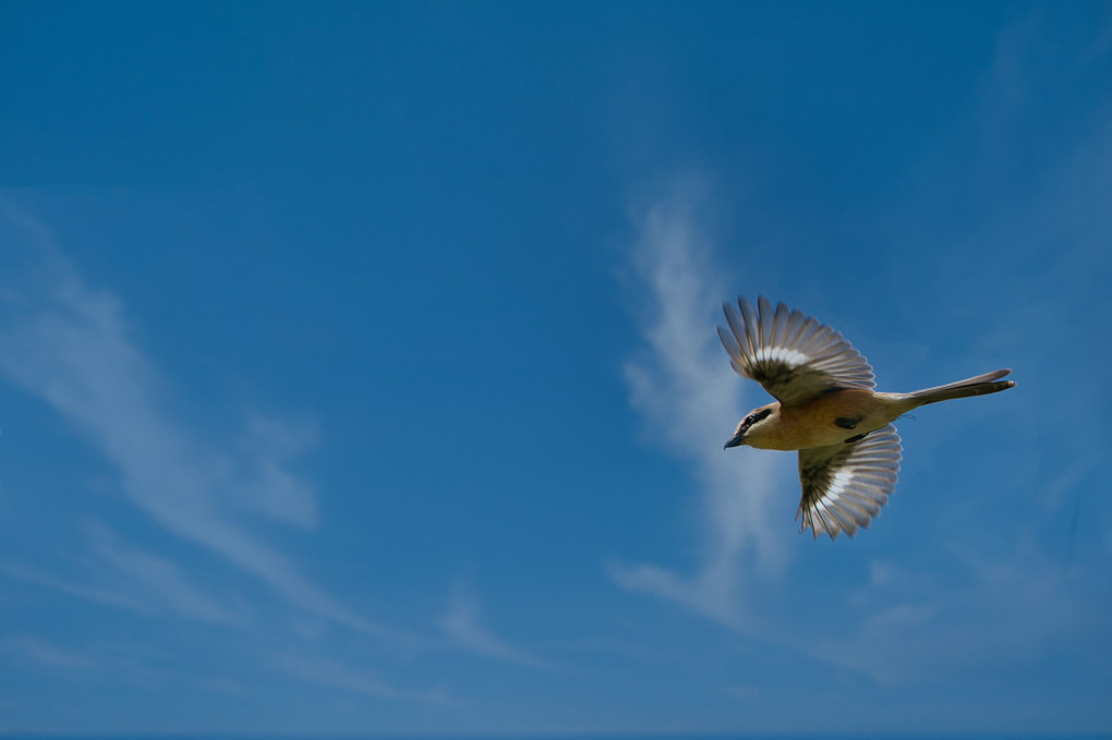 空飛ぶ百舌鳥（モズ）