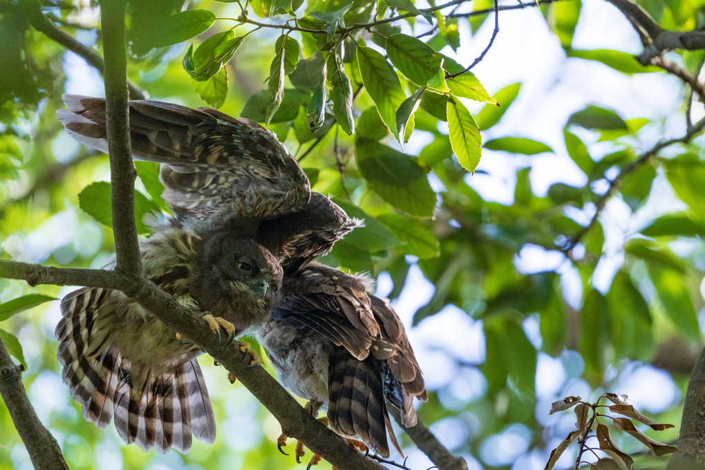 アオバズクのヒナ