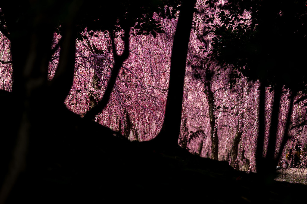 京都城南宮の梅と椿