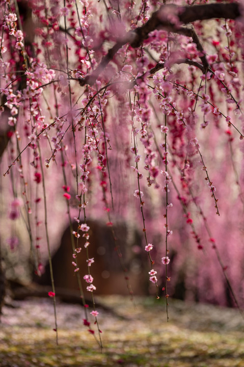 京都城南宮の梅と椿