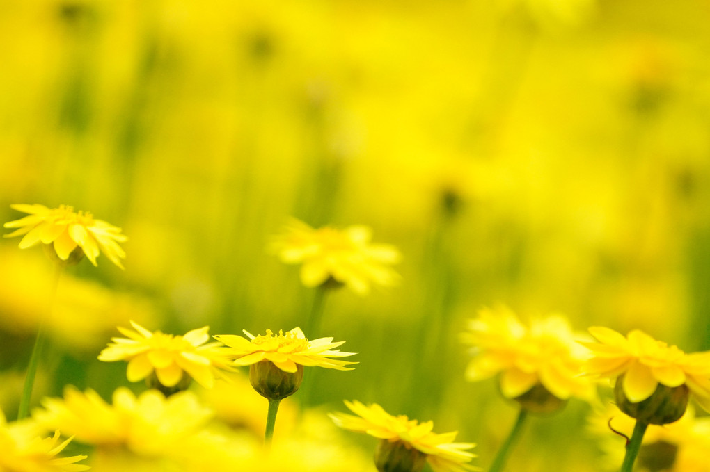 春の黄色