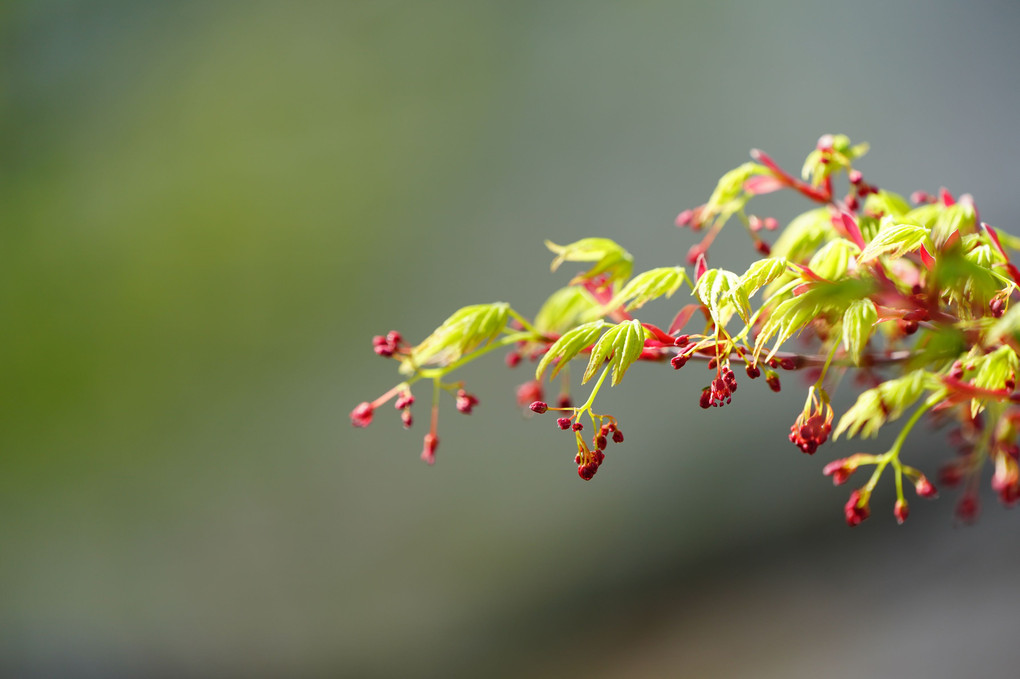 色々な花