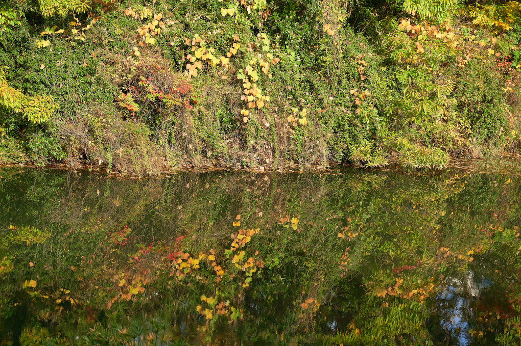 近場の紅葉