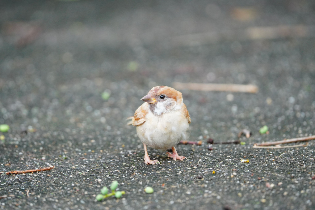 白雀