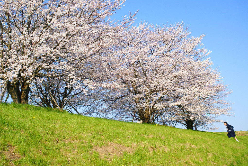 利根川土手の桜