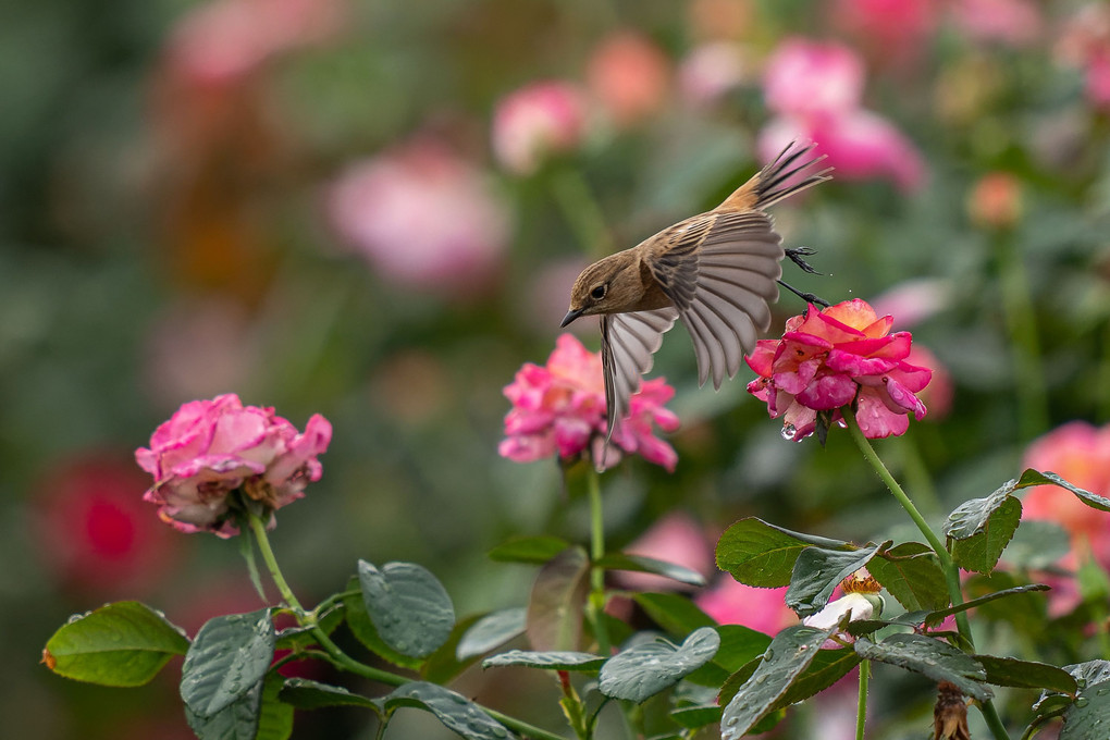 ピンクの薔薇Withノビタキ