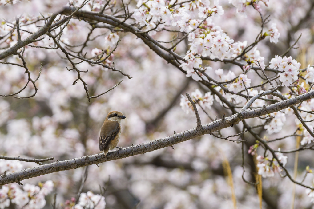 百舌鳥と桜