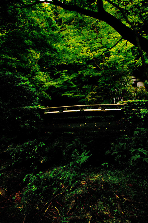深緑の森の橋