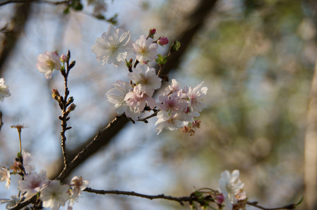 名城公園の冬桜