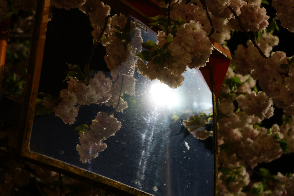 造幣局広島支局 桜のまわりみち