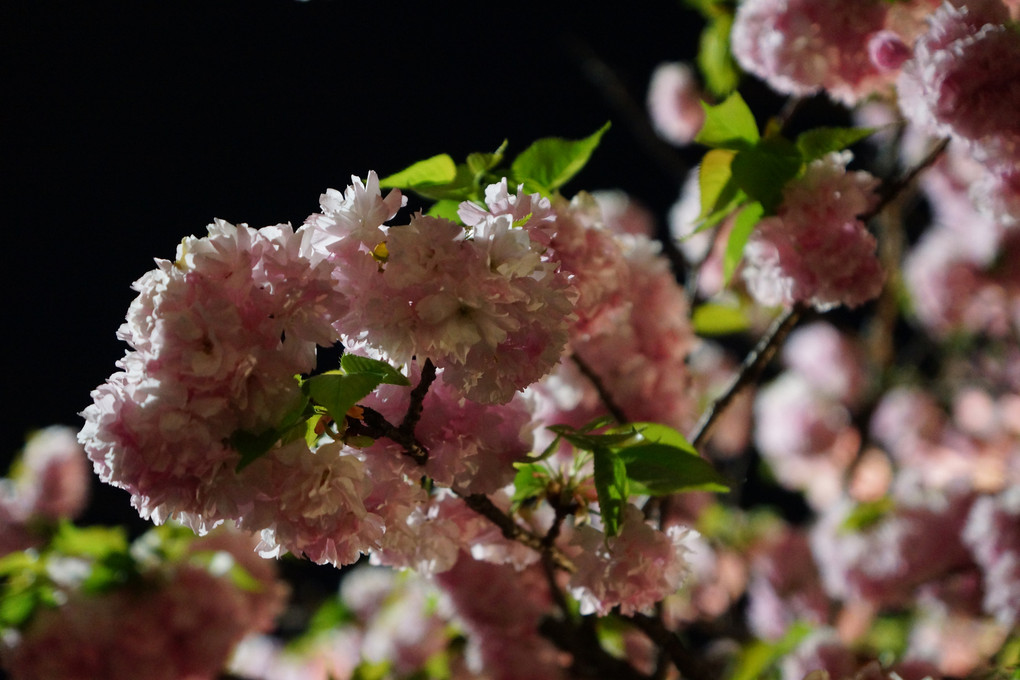 造幣局広島支局 桜のまわりみち