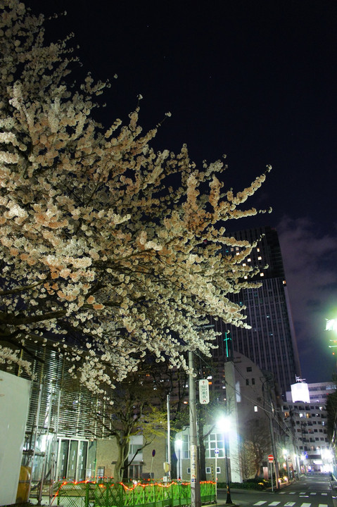 街中の夜桜。