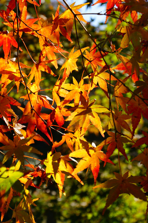 紅葉＠建長寺