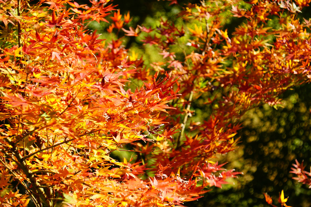 紅葉＠建長寺