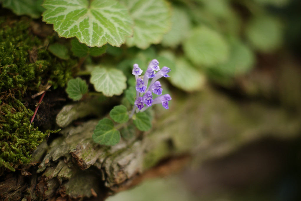 何の花？