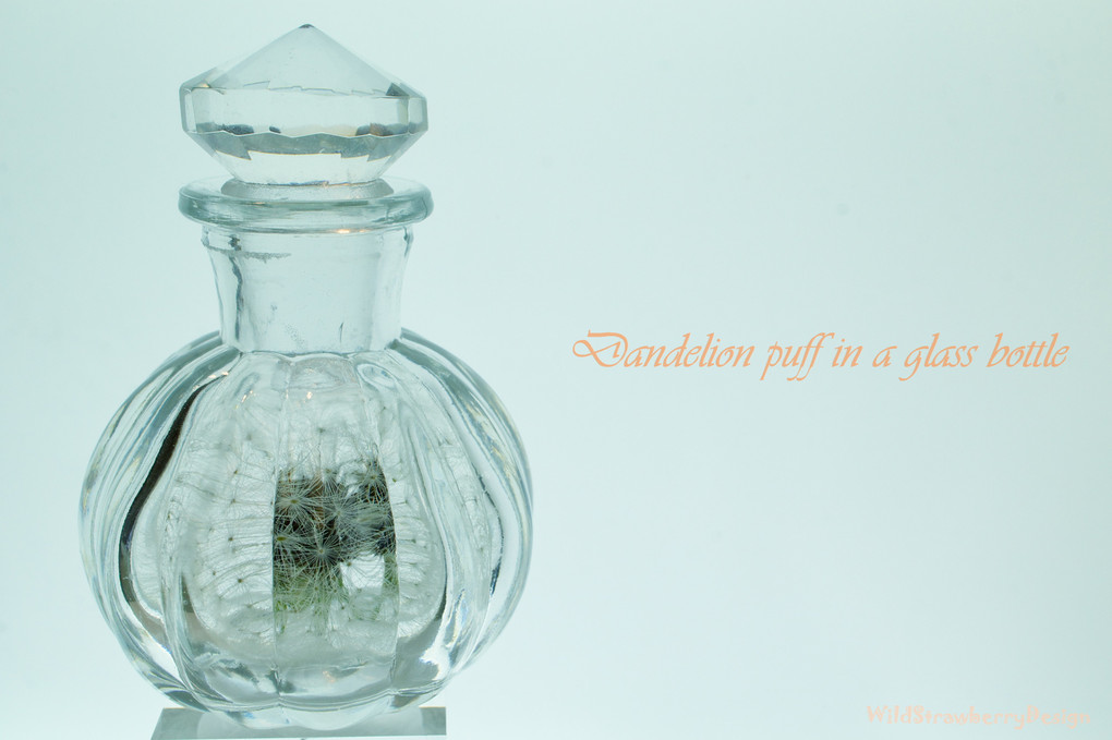 Dandelion puff in a glass bottle
