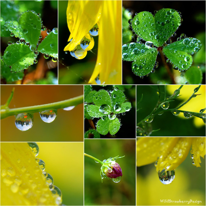 drop of rain