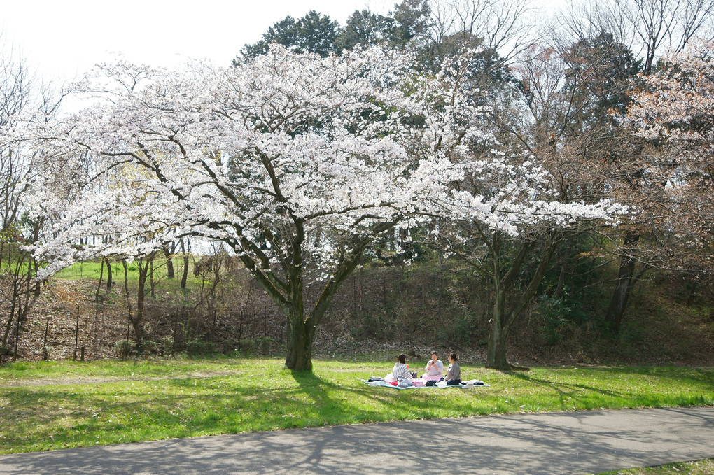 桜の樹の下には