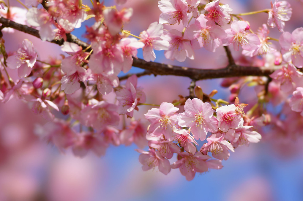 河津桜+メジロ君