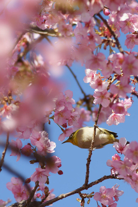 河津桜+メジロ君