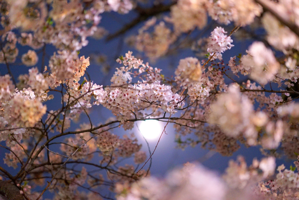 Sakura Moonlight