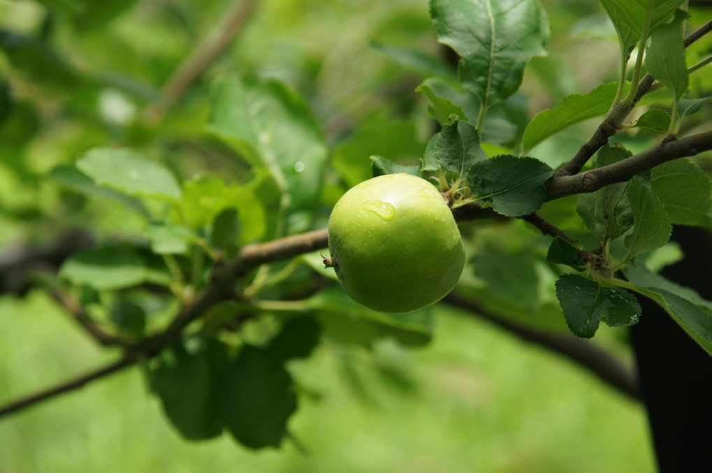 ニュートンのリンゴの木のリンゴ