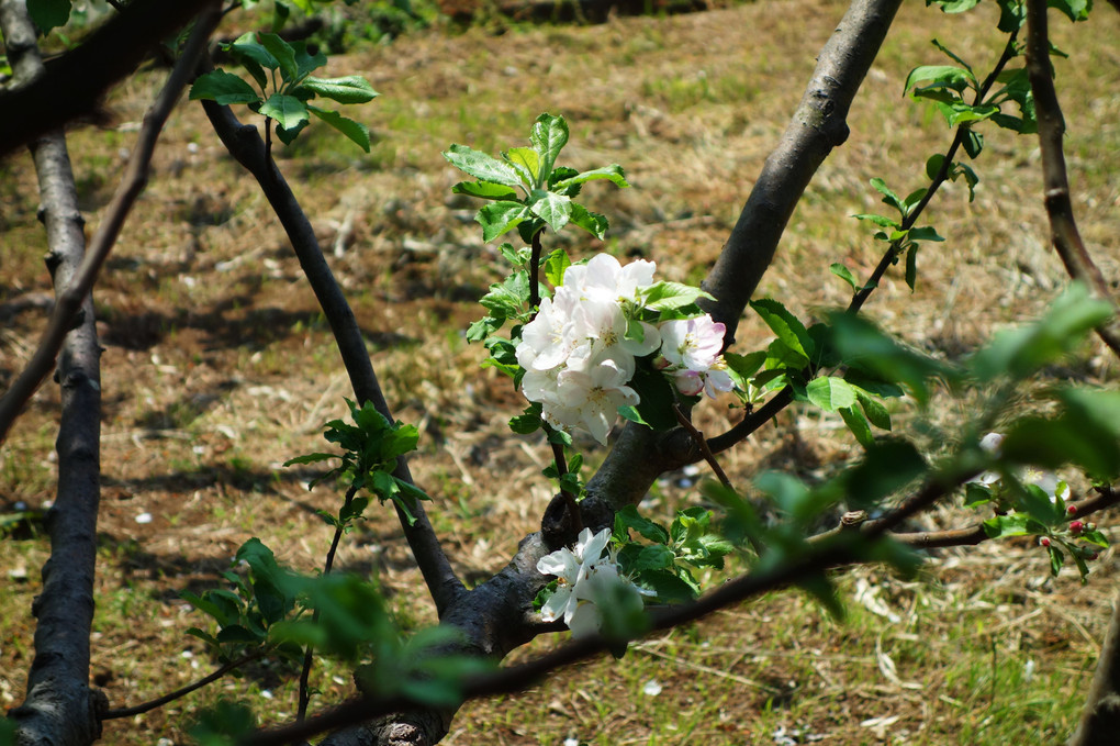 今年も、開花。ニュートンのリンゴの木